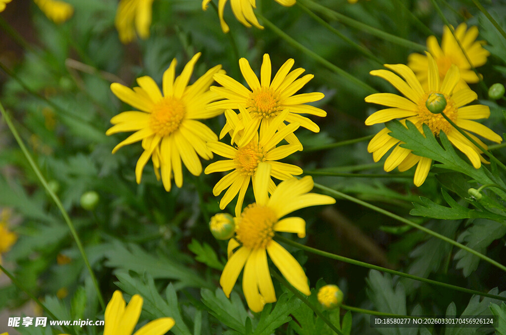 绽放的黄色小野花