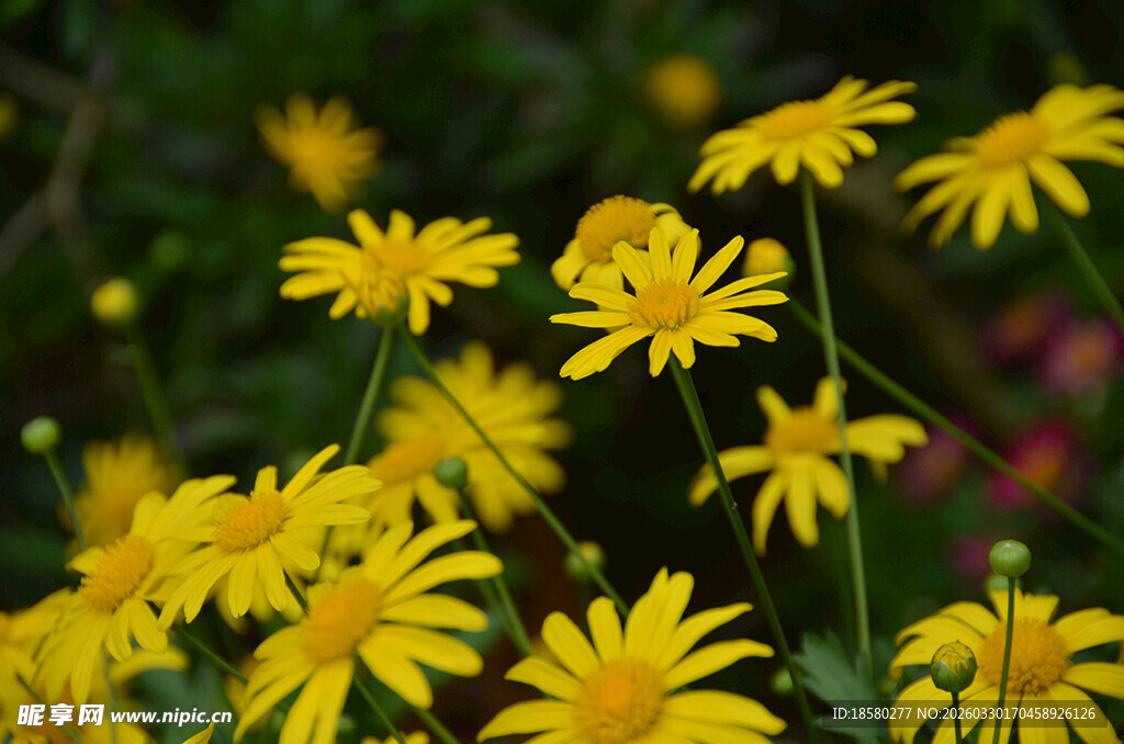 绽放的黄色小菊花