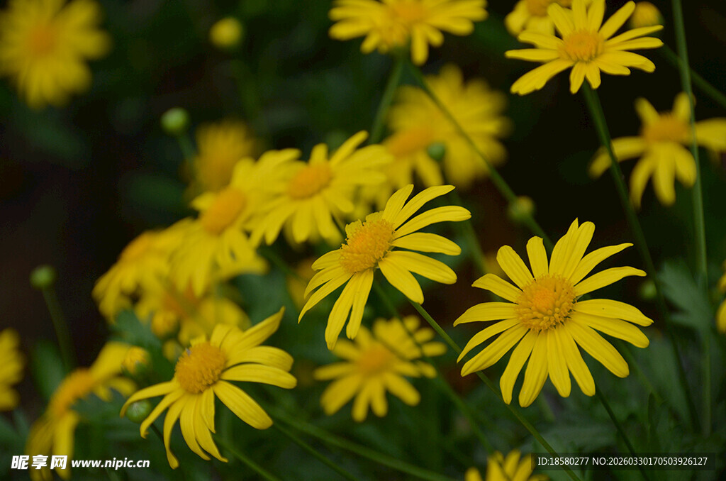 黄色小雏菊绽放