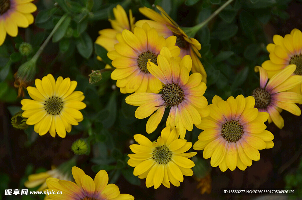 黄色雏菊蓝目菊
