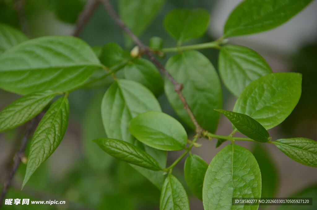 嫩绿叶片的生机特写