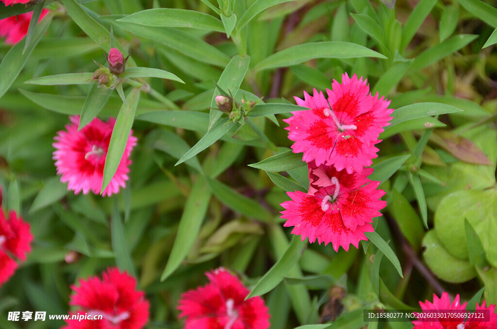 娇艳石竹花绽放绿意间