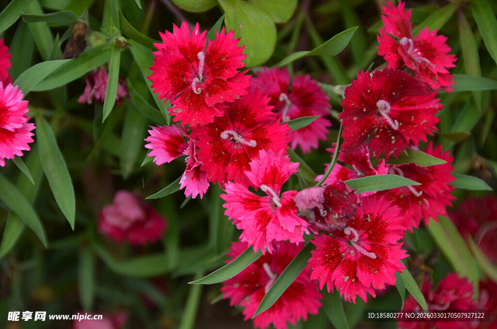 鲜艳石竹花绽放