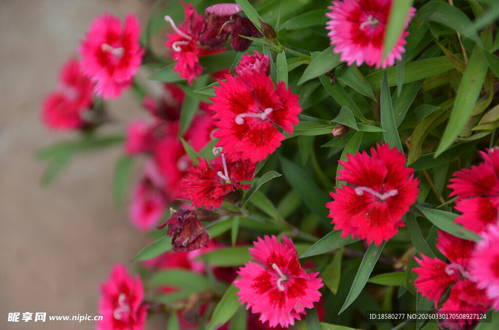 娇艳石竹花绽放
