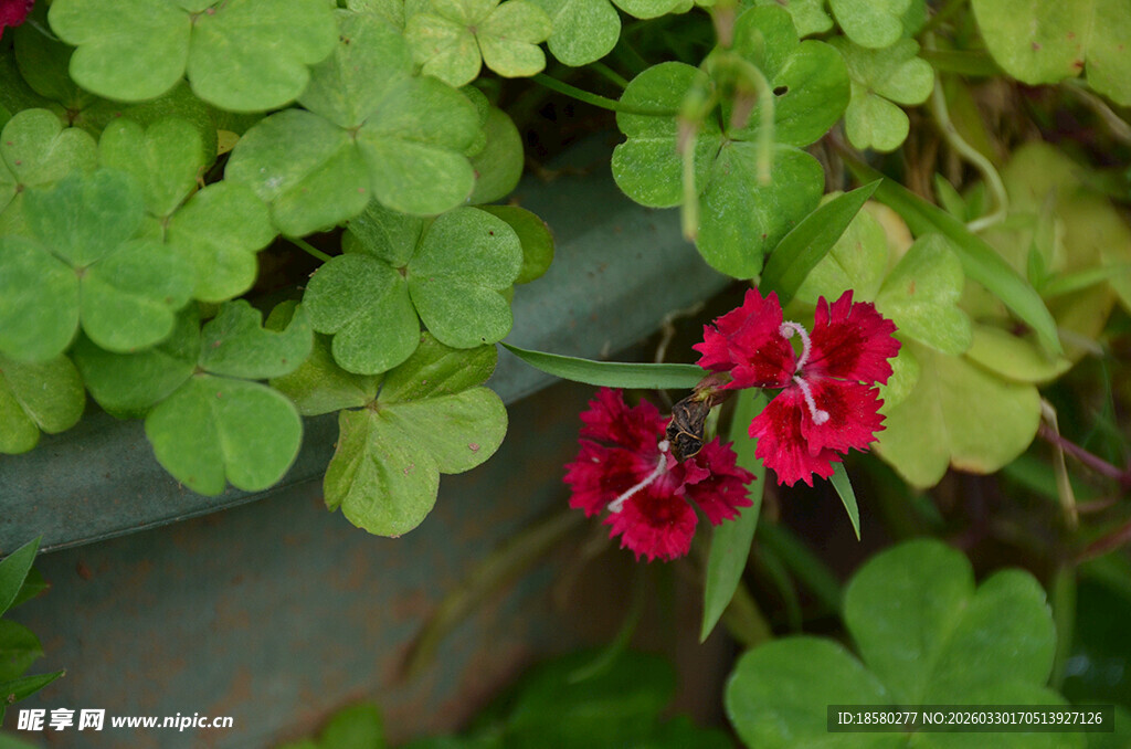 绿叶间的娇艳石竹花红花朵