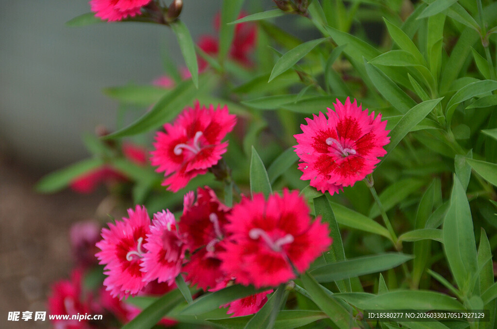 娇艳石竹花绽放