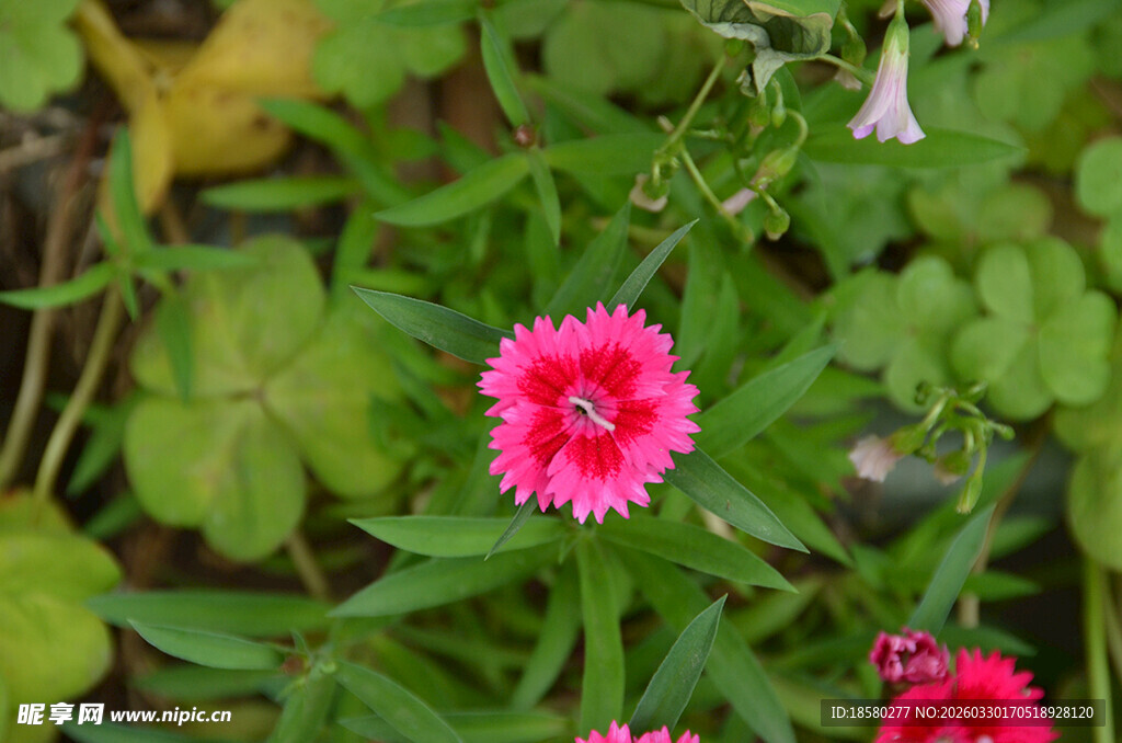 娇艳石竹花绽放绿意间