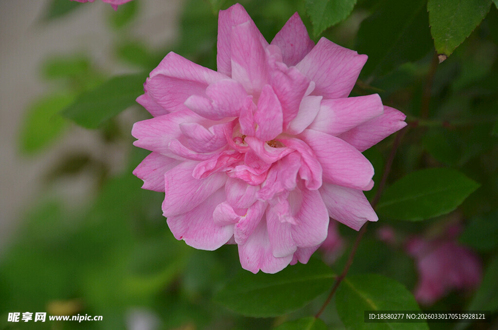 娇艳粉色蔷薇花