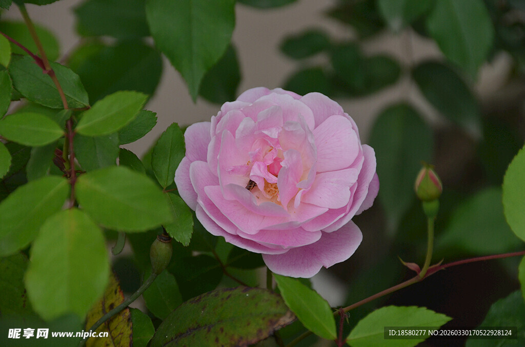 粉色娇艳月季花