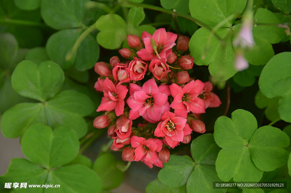 万寿菊鲜艳玫红花朵与翠绿叶片