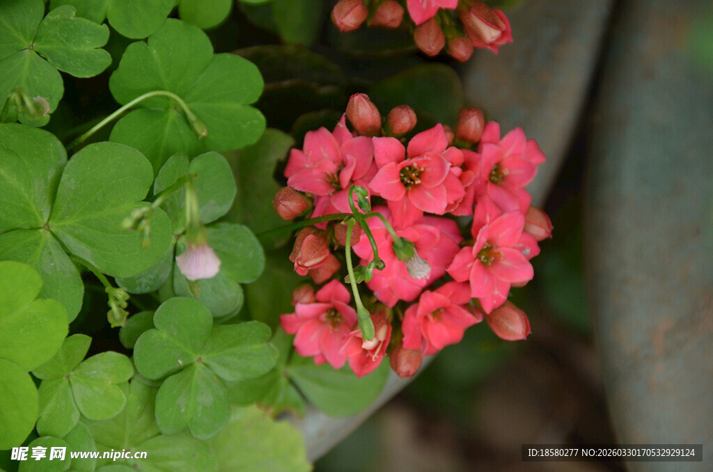 娇艳红花伴翠绿三叶草