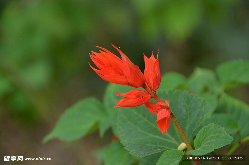 娇艳红色一串红绽放绿叶间