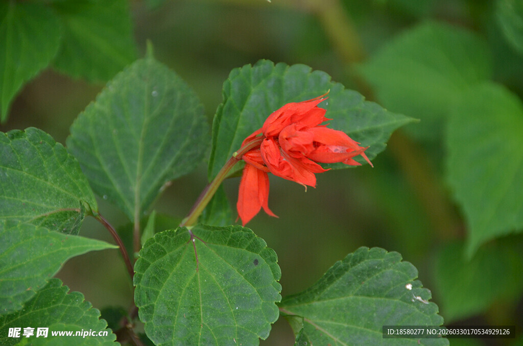 绿叶间的艳红一串红花朵