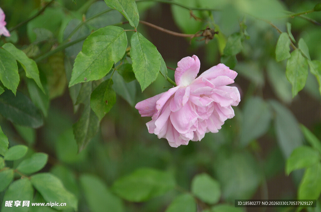 粉色蔷薇花绽放于绿叶间