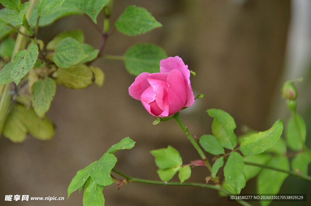 娇艳粉玫瑰绽放绿叶间