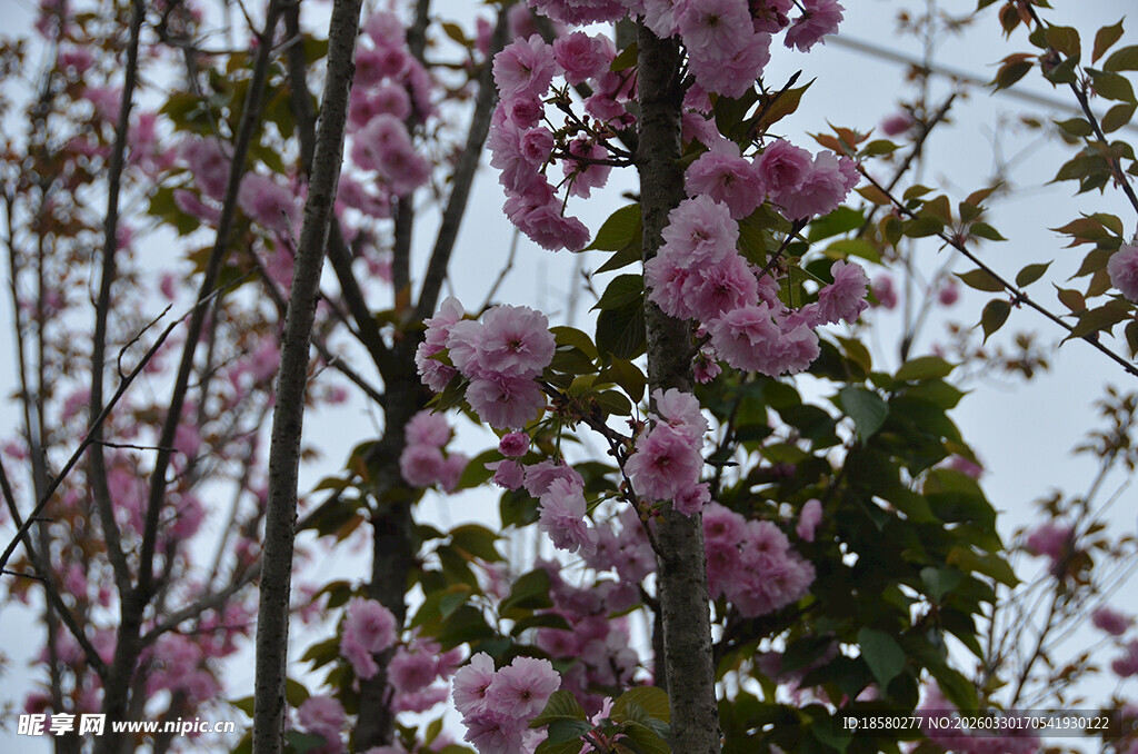 盛开的粉色繁花樱花枝头