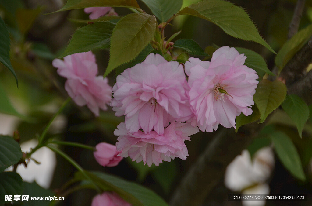 粉嫩重瓣樱花绽放枝头