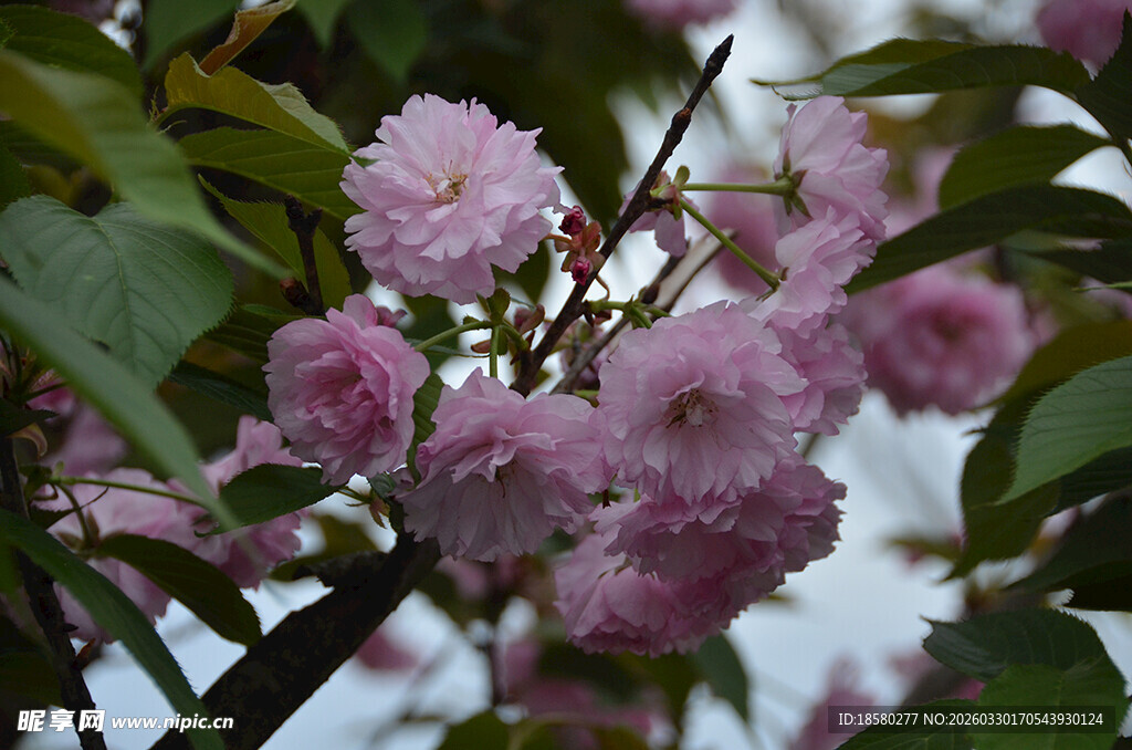 枝头绽放的粉嫩樱花