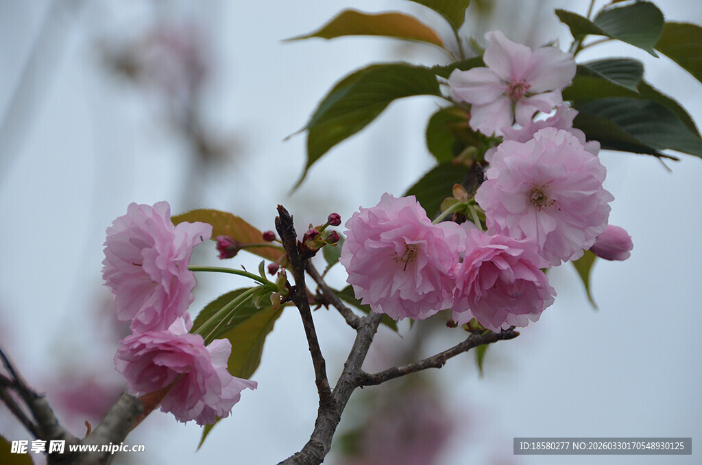 枝头粉嫩樱花绽放