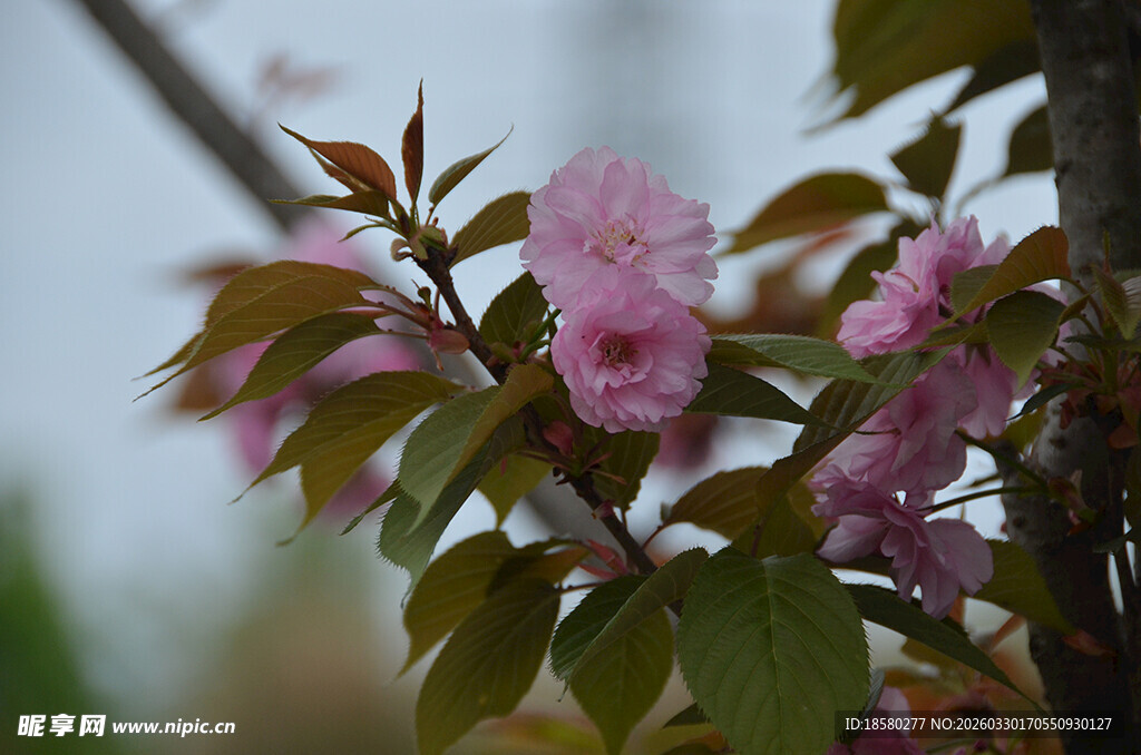枝头绽放的樱花娇艳粉色花朵