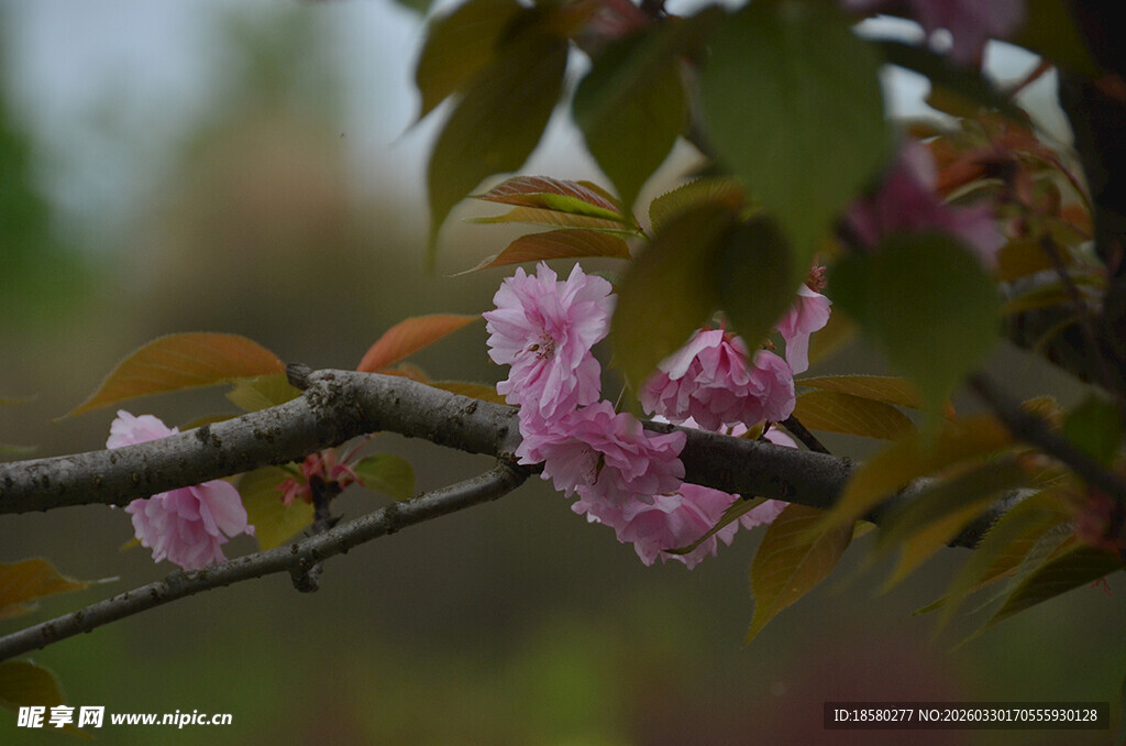 枝头绽放的粉嫩樱花