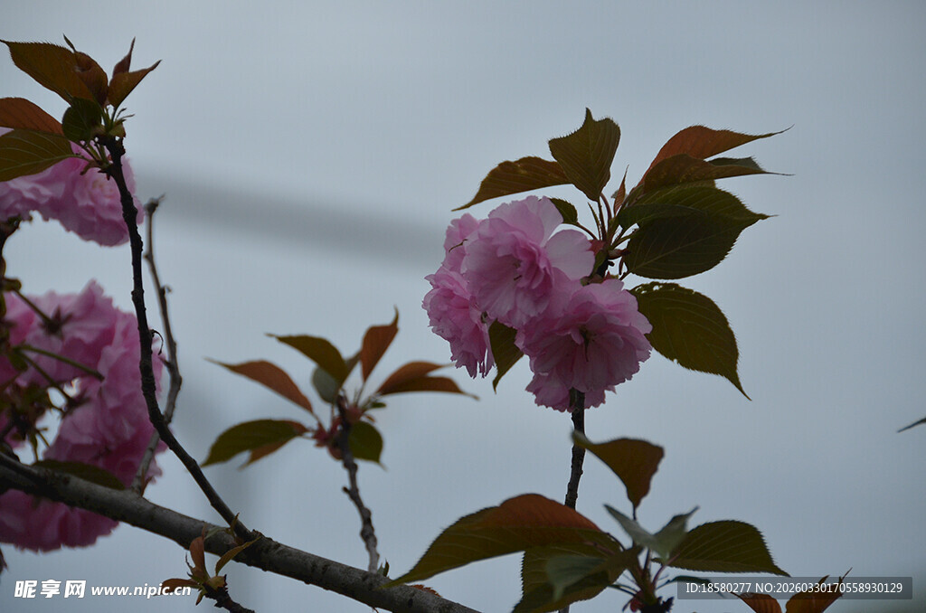枝头绽放的粉嫩樱花