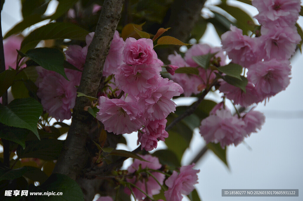 娇艳盛开的粉色樱花