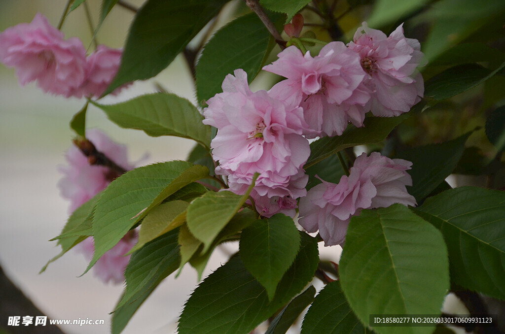 粉色重瓣樱花绽放枝头