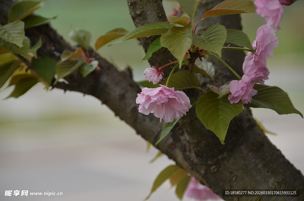 枝头绽放的粉嫩樱花