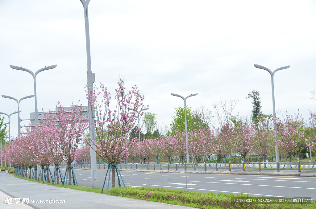 道路旁盛开的粉嫩樱花树