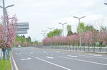 樱花春日繁花装点的宽阔道路