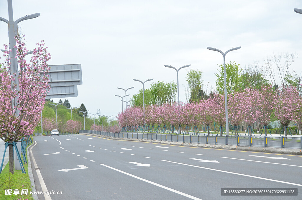 樱花春日繁花装点的宽阔道路