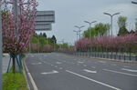 樱花春日繁花盛开的宽阔道路