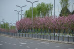 春日繁花樱花伴道路