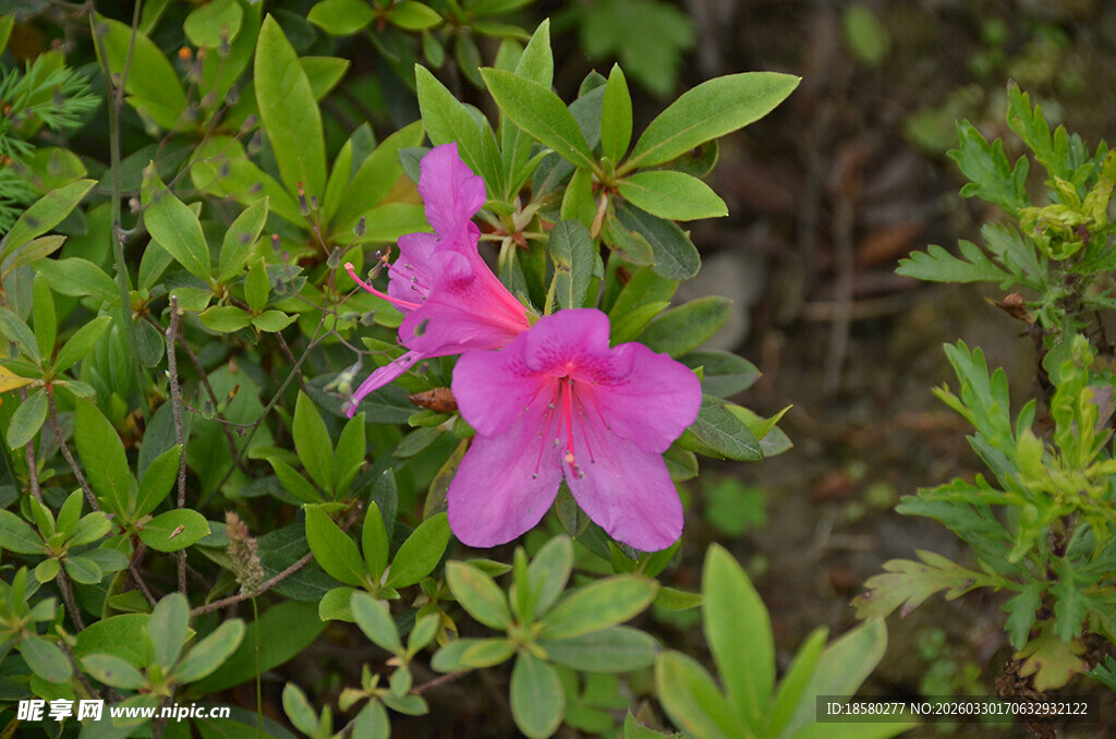 娇艳绽放的独株粉色杜鹃花