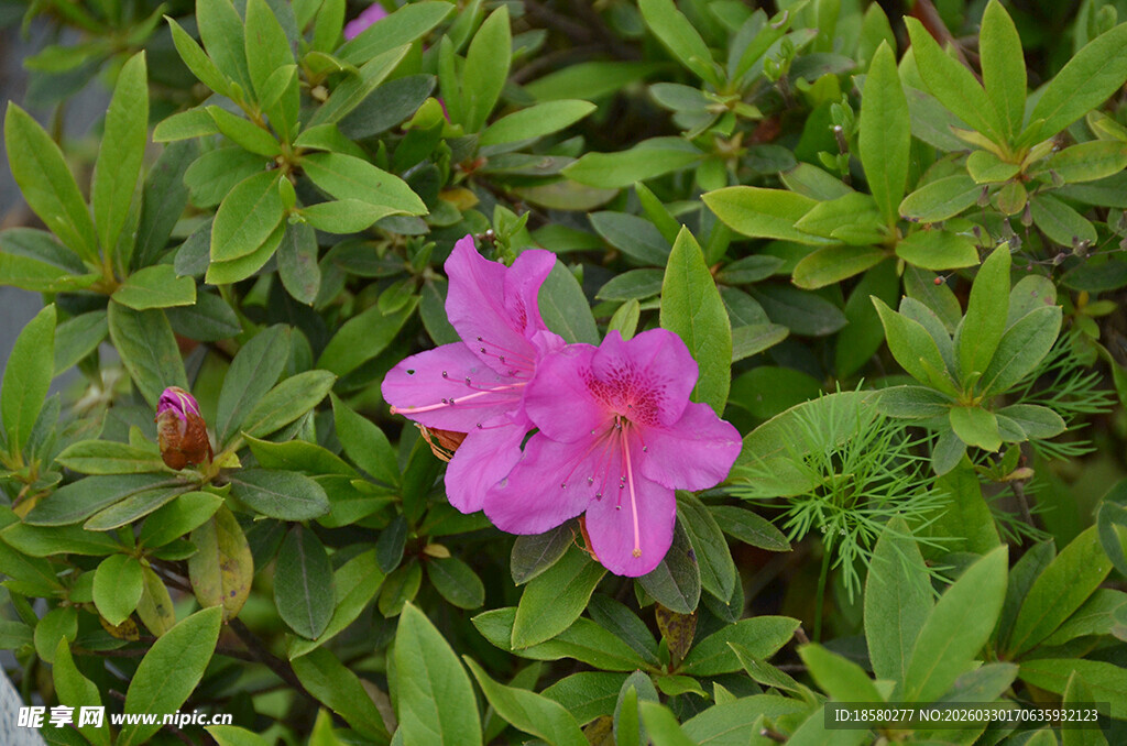 粉色杜鹃绽于绿叶之中