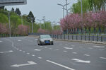 春日樱花公路行车美景