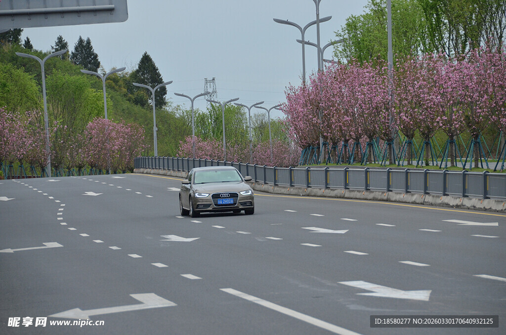 春日樱花公路行车美景