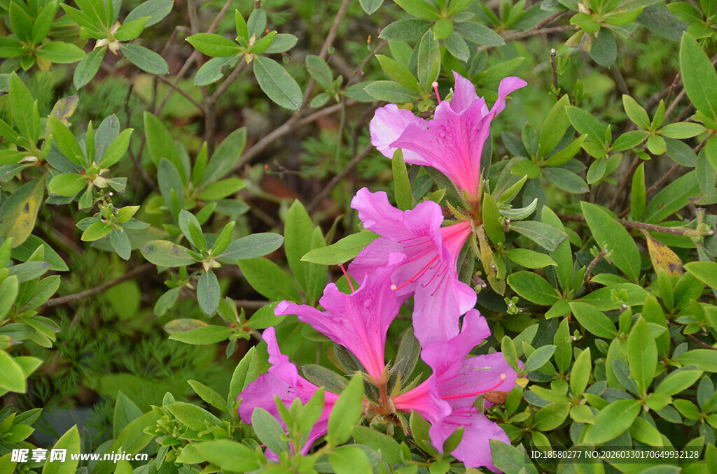 娇艳绽放的粉色杜鹃花
