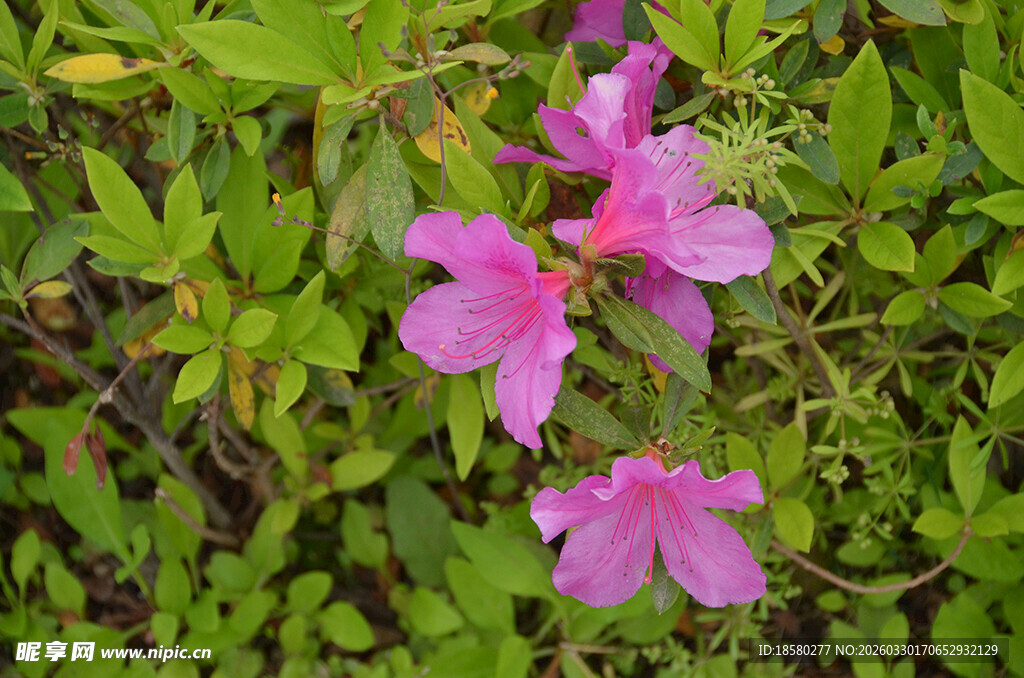 粉色绽放杜鹃野花