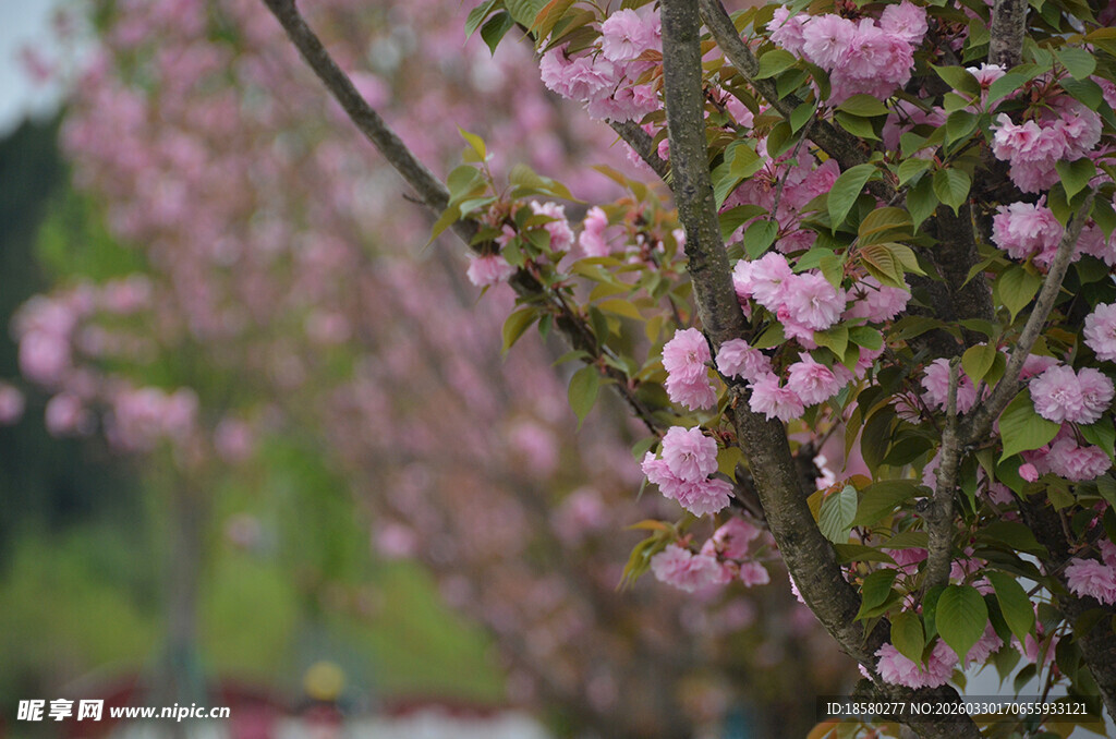 枝头绽放的烂漫粉色樱花花朵