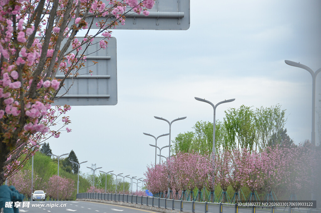 春日繁花装点的樱花公路景色