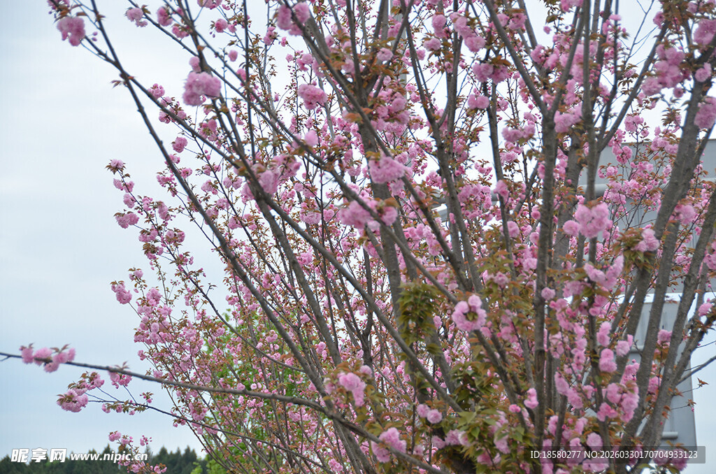 盛开的粉色樱花繁花树