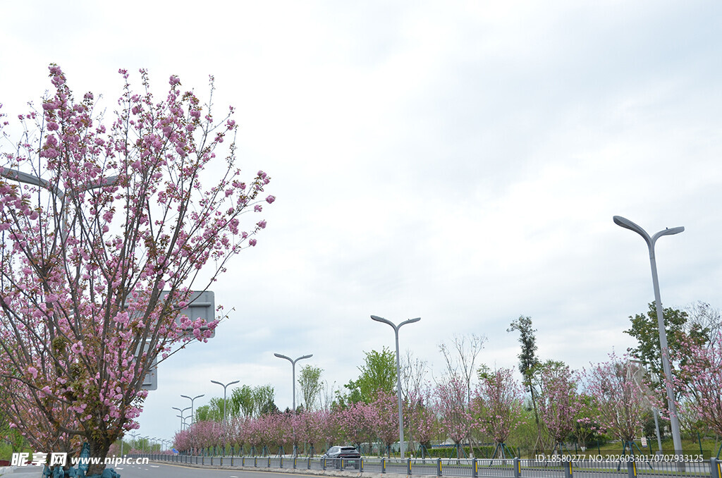 春日繁花盛开的樱花街道景观