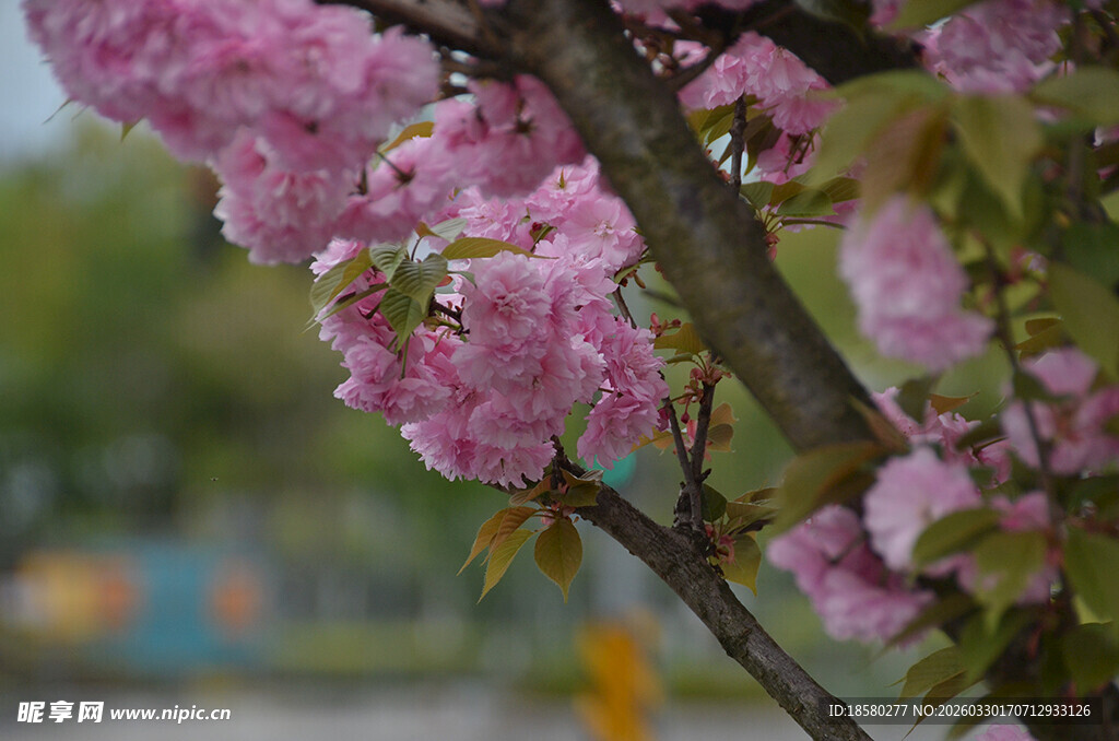 枝头绽放的粉嫩樱花