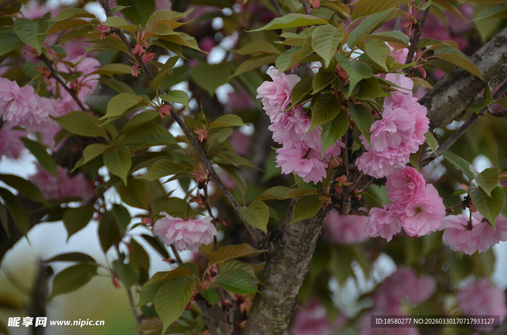 枝头绽放的粉嫩樱花