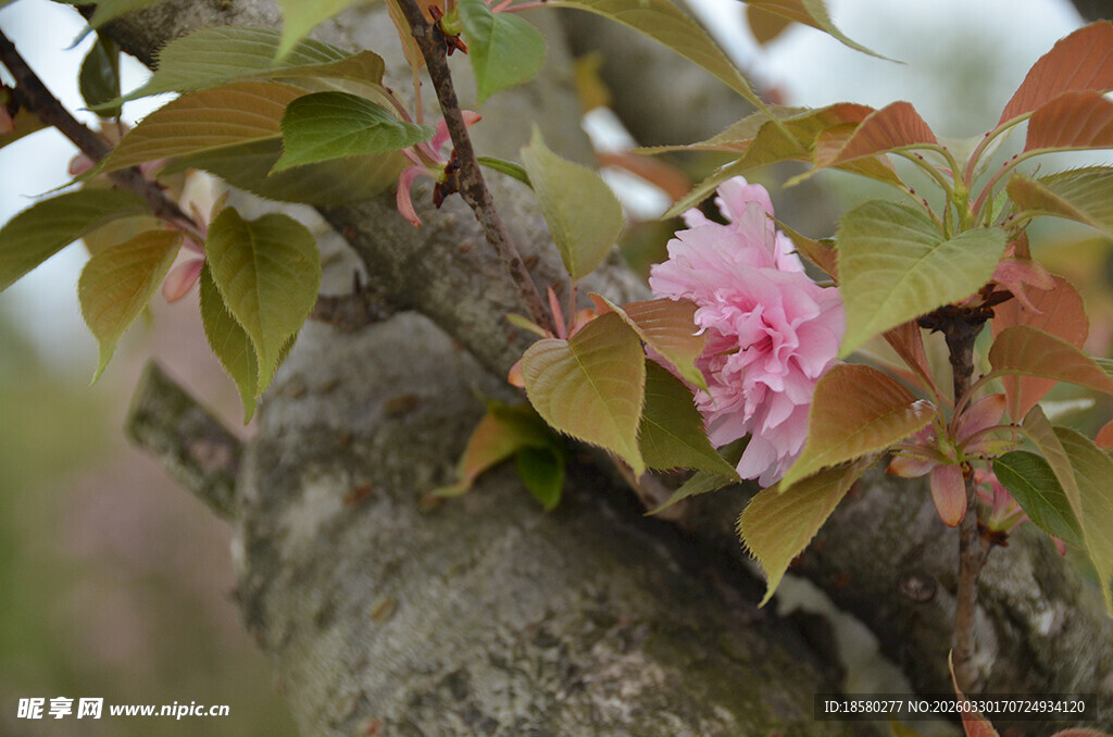 树干上绽放的樱花粉花