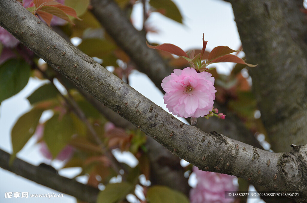 枝头绽放的娇艳粉色樱花