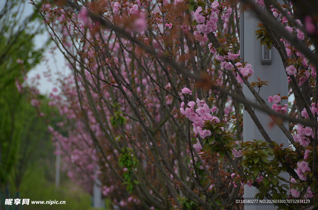 路边绽放的美丽粉色樱花