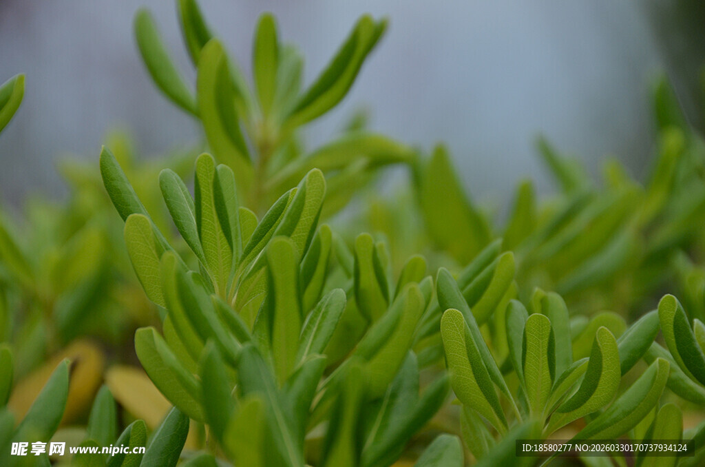 嫩绿植物特写